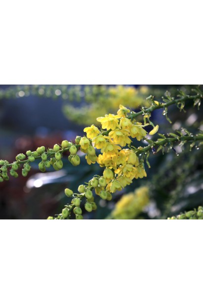 Гілка магонії середньої Charity з характерними жовтими квітами.